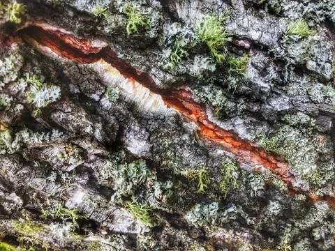 Tree bark covered with moss Stock Photos
