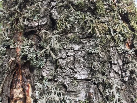 Tree bark covered with moss Fotos de archivo