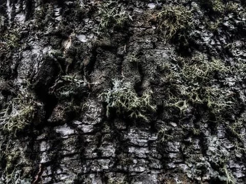 Tree bark covered with moss Stock-Fotos