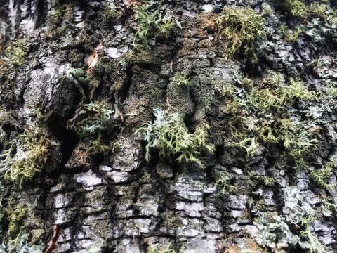 Tree bark covered with moss Foto stock