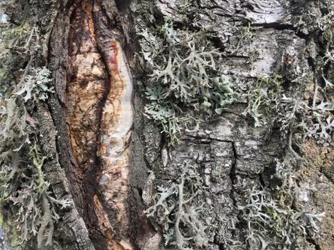 Tree bark covered with moss Foto stock