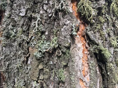 Tree bark covered with moss Stock-Fotos