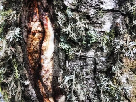 Tree bark covered with moss Foto stock