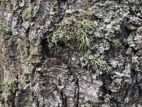 Tree bark covered with moss Stock Photos