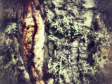 Tree bark covered with moss Stock-Fotos