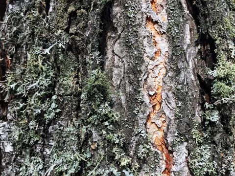 Tree bark covered with moss Foto stock