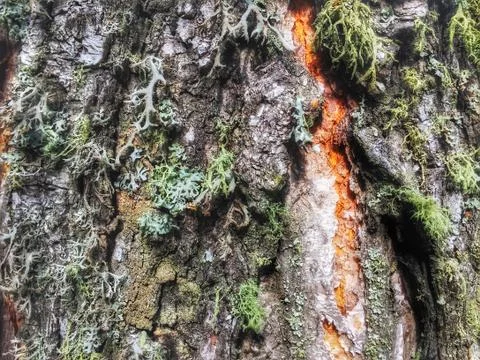 Tree bark covered with moss Foto stock