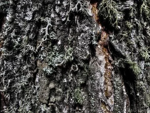Tree bark covered with moss Foto stock