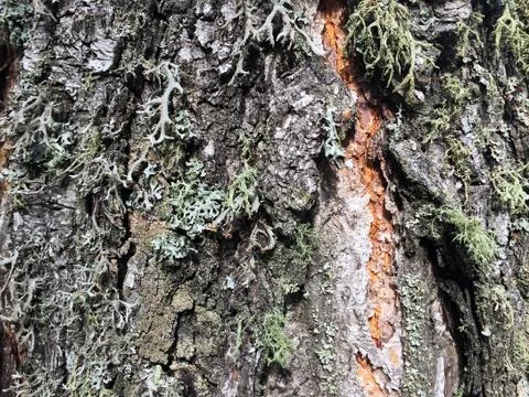 Tree bark covered with moss Foto stock