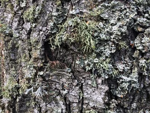 Tree bark covered with moss Foto stock