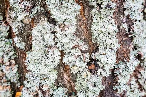 Tree bark covered with moss. Stock Photos