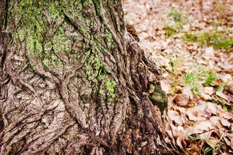 Tree bark covered with moss Stock Photos