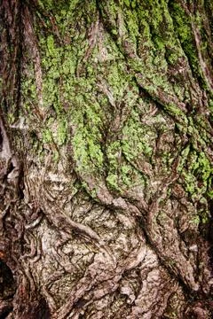 Tree bark covered with moss 스톡 사진