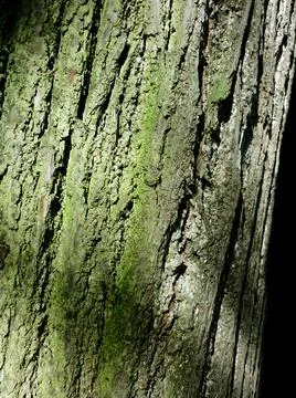 Tree bark covered with moss 写真素材