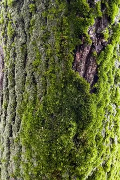 Tree bark covered with moss Foto stock