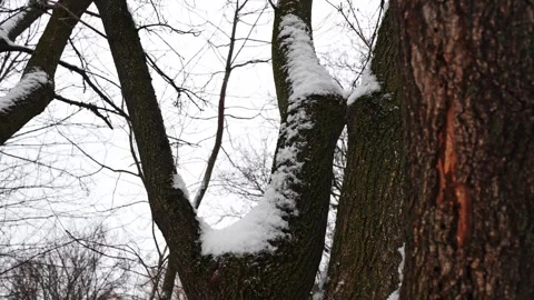 Tree Bark Covered in Snow in Winter at Courtice Florell Drive Park Canada Vídeos de archivo 334547311