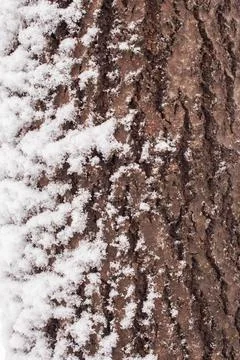 Tree bark covered with snow in winter.... tree bark covered with snow in wint Stock Photos