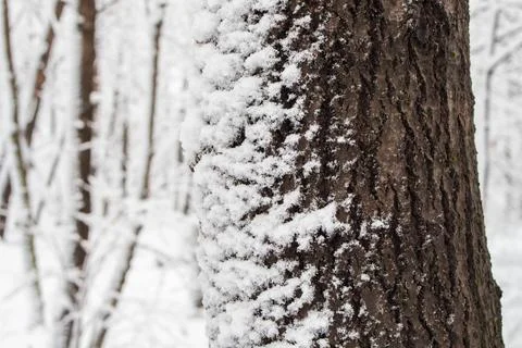 Tree bark covered with snow in winter.... tree bark covered with snow in wint Stock Photos