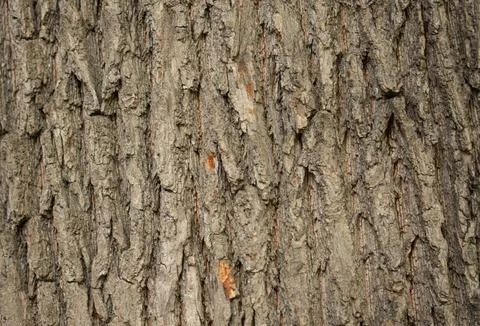 Tree bark, cracks on a tree trunk Stock Photos