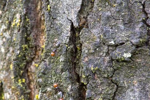 Tree bark cracks on the trunk Stock Photos