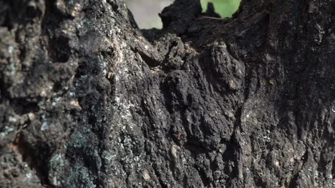 Tree bark with creeping ants Stock Footage 128333626