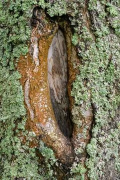 Tree bark crevice holds a leaf-like slug Stock Photos