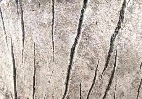 Tree Bark with Deep Vertical Grooves Foto stock