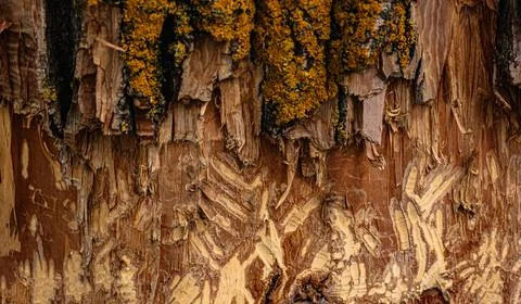 Tree bark destroyed by beavers Stock Photos