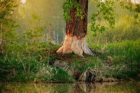 Tree bark destroyed by beavers Stock Photos