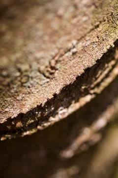 Tree bark detail close up Stock Photos