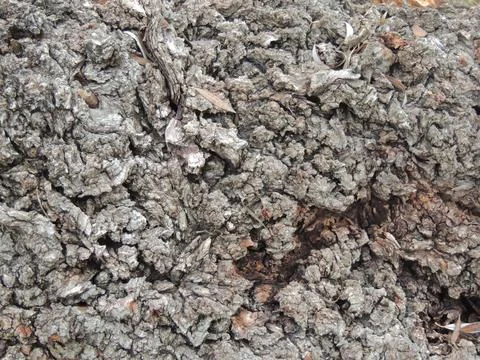Tree bark in detail full frame Stock Photos