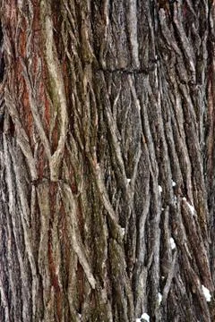 Tree bark detail Stock Photos