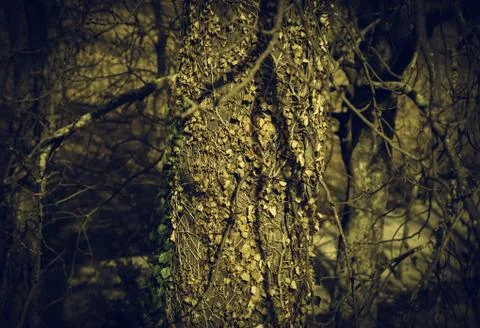 Tree bark detail Stock Photos