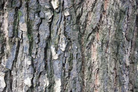 Tree bark. detailed.texture effect. background Foto stock