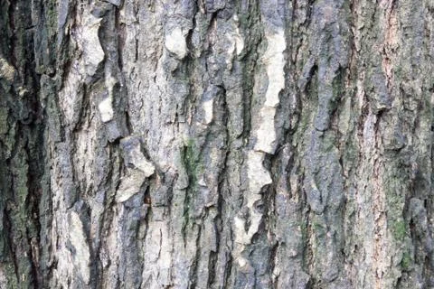 Tree bark. detailed.texture effect. background Stock Photos