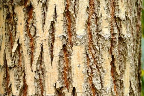 Tree bark. details. close up. texture. Stock Photos