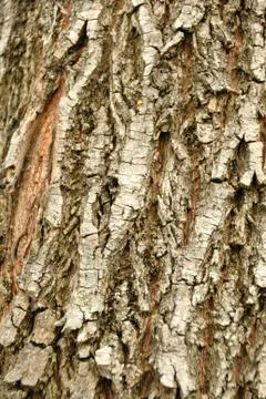 Tree bark. details. close up. texture. Stock Photos
