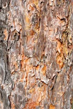 Tree bark. details. close up. texture. Stock Photos