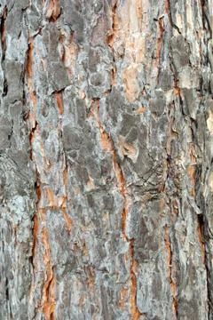 Tree bark. details. close up. texture. Stock Photos