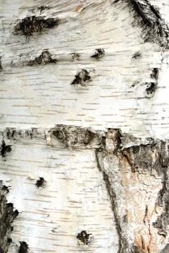 Tree bark. details. close up. texture. Stock Photos