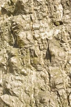 Tree bark details Foto stock