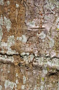 Tree bark details Foto stock