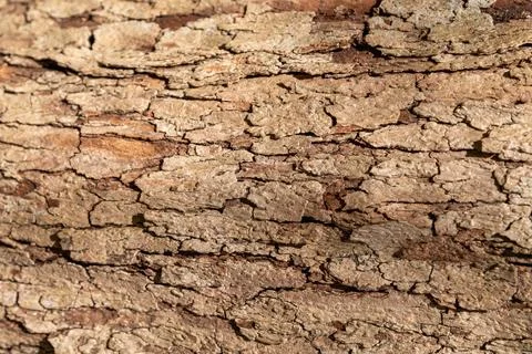 Tree bark displaying rough cracked texture in closeup Stock Photos