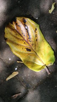 Tree bark that dries up during the dry season Stock Photos