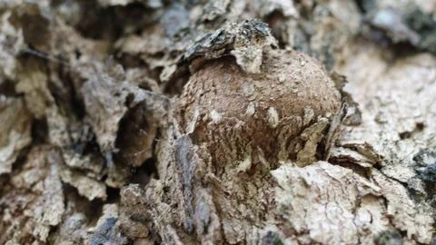 Tree bark that dries up during the dry season Stock Photos