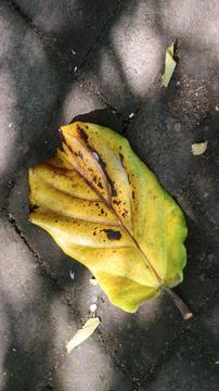 Tree bark that dries up during the dry season Stock Photos