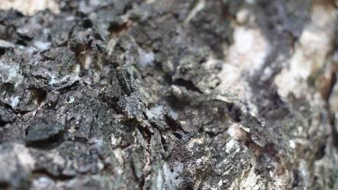 Tree bark that dries up during the dry season Stock Photos