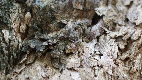 Tree bark that dries up during the dry season Stock Photos