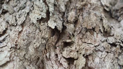 Tree bark that dries up during the dry season Stock Photos