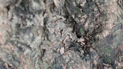 Tree bark that dries up during the dry season Stock Photos